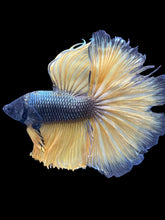 Load image into Gallery viewer, Male Halfmoon - Copper Mustard #2477 - Live Betta Fish (NIP TAIL)
