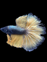 Load image into Gallery viewer, Male Halfmoon - Copper Mustard #2477 - Live Betta Fish (NIP TAIL)
