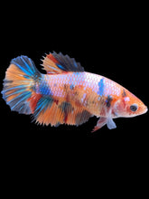 Load image into Gallery viewer, TOP GRADE Female Halfmoon - Galaxy #2478 - Live Betta Fish
