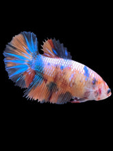 Load image into Gallery viewer, TOP GRADE Female Halfmoon - Galaxy #2478 - Live Betta Fish
