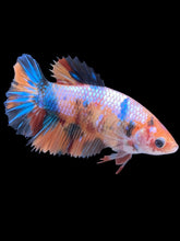 Load image into Gallery viewer, TOP GRADE Female Halfmoon - Galaxy #2478 - Live Betta Fish
