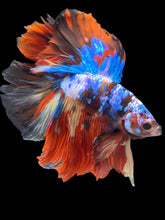 Load image into Gallery viewer, Male Fullmoon - Multicolor #2479 - Live Betta Fish
