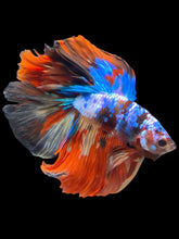 Load image into Gallery viewer, Male Fullmoon - Multicolor #2479 - Live Betta Fish
