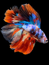 Load image into Gallery viewer, Male Fullmoon - Multicolor #2479 - Live Betta Fish
