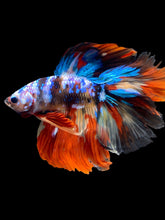 Load image into Gallery viewer, Male Fullmoon - Multicolor #2479 - Live Betta Fish
