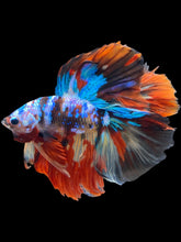 Load image into Gallery viewer, Male Fullmoon - Multicolor #2479 - Live Betta Fish
