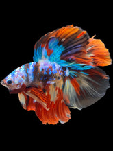 Load image into Gallery viewer, Male Fullmoon - Multicolor #2479 - Live Betta Fish
