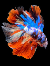 Load image into Gallery viewer, Male Fullmoon - Multicolor #2479 - Live Betta Fish

