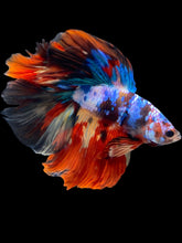 Load image into Gallery viewer, Male Fullmoon - Multicolor #2479 - Live Betta Fish
