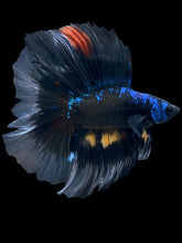 Load image into Gallery viewer, Male Fullmoon - Blue Avatar #2481 - Live Betta Fish
