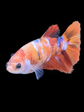 Load image into Gallery viewer, TOP GRADE Female Halfmoon - Galaxy #2482 - Live Betta Fish
