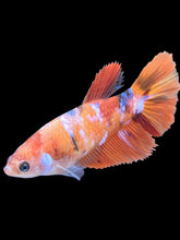 Load image into Gallery viewer, TOP GRADE Female Halfmoon - Galaxy #2482 - Live Betta Fish
