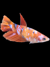 Load image into Gallery viewer, TOP GRADE Female Halfmoon - Galaxy #2482 - Live Betta Fish
