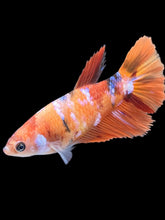 Load image into Gallery viewer, TOP GRADE Female Halfmoon - Galaxy #2482 - Live Betta Fish
