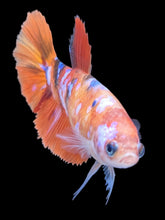 Load image into Gallery viewer, TOP GRADE Female Halfmoon - Galaxy #2482 - Live Betta Fish
