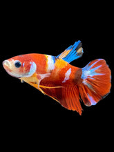 Load image into Gallery viewer, Male Halfmoon Plakat - Multicolor #2483 - Live Betta Fish
