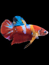 Load image into Gallery viewer, Male Halfmoon Plakat - Multicolor #2483 - Live Betta Fish
