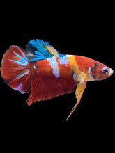 Load image into Gallery viewer, Male Halfmoon Plakat - Multicolor #2483 - Live Betta Fish
