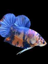 Load image into Gallery viewer, GIANT Male Halfmoon Plakat - Candy #2484 - Live Betta Fish
