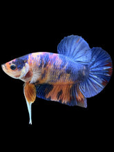 Load image into Gallery viewer, GIANT Male Halfmoon Plakat - Candy #2484 - Live Betta Fish
