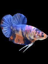Load image into Gallery viewer, GIANT Male Halfmoon Plakat - Candy #2484 - Live Betta Fish
