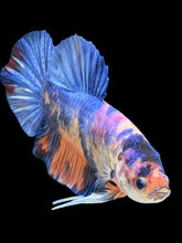 Load image into Gallery viewer, GIANT Male Halfmoon Plakat - Candy #2484 - Live Betta Fish
