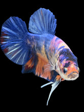 Load image into Gallery viewer, GIANT Male Halfmoon Plakat - Candy #2484 - Live Betta Fish

