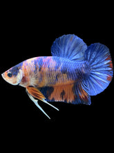 Load image into Gallery viewer, GIANT Male Halfmoon Plakat - Candy #2484 - Live Betta Fish
