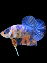 Load image into Gallery viewer, GIANT Male Halfmoon Plakat - Candy #2484 - Live Betta Fish
