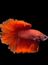 Load image into Gallery viewer, Male Halfmoon - Full Red #2485 - Live Betta Fish (NIP TAIL)
