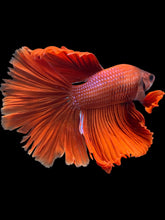 Load image into Gallery viewer, Male Halfmoon - Full Red #2485 - Live Betta Fish (NIP TAIL)
