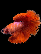 Load image into Gallery viewer, Male Halfmoon - Full Red #2485 - Live Betta Fish (NIP TAIL)

