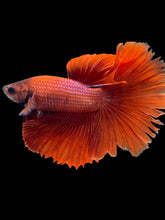 Load image into Gallery viewer, Male Halfmoon - Full Red #2485 - Live Betta Fish (NIP TAIL)
