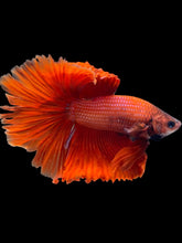 Load image into Gallery viewer, Male Halfmoon - Full Red #2485 - Live Betta Fish (NIP TAIL)
