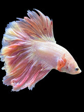 Load image into Gallery viewer, Male Rosetail - Pastle Pink #2487 - Live Betta Fish

