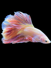 Load image into Gallery viewer, Male Rosetail - Pastle Pink #2487 - Live Betta Fish
