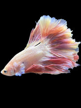 Load image into Gallery viewer, Male Rosetail - Pastle Pink #2487 - Live Betta Fish
