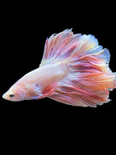 Load image into Gallery viewer, Male Rosetail - Pastle Pink #2487 - Live Betta Fish
