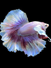 Load image into Gallery viewer, Male Rosetail - Purple Dumbo #2488 - Live Betta Fish
