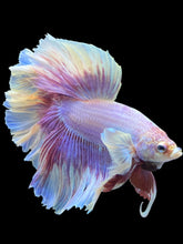 Load image into Gallery viewer, Male Rosetail - Purple Dumbo #2488 - Live Betta Fish
