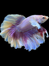 Load image into Gallery viewer, Male Rosetail - Purple Dumbo #2488 - Live Betta Fish

