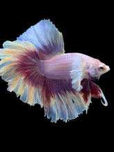 Load image into Gallery viewer, Male Rosetail - Purple Dumbo #2488 - Live Betta Fish
