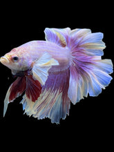 Load image into Gallery viewer, Male Rosetail - Purple Dumbo #2488 - Live Betta Fish
