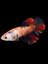 Load image into Gallery viewer, TOP GRADE Female Halfmoon - Red Galaxy #2489 - Live Betta Fish
