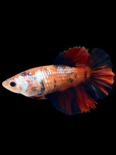 Load image into Gallery viewer, TOP GRADE Female Halfmoon - Red Galaxy #2489 - Live Betta Fish
