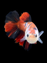 Load image into Gallery viewer, TOP GRADE Female Halfmoon - Red Galaxy #2489 - Live Betta Fish
