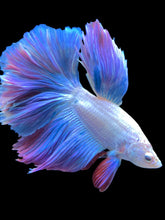 Load image into Gallery viewer, Male Rosetail - Pastel #2492 - Live Betta Fish
