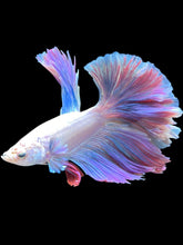 Load image into Gallery viewer, Male Rosetail - Pastel #2492 - Live Betta Fish
