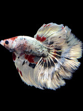 Load image into Gallery viewer, Male Halfmoon - Snow Devil #2492 - Live Betta Fish
