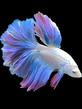 Load image into Gallery viewer, Male Rosetail - Pastel #2492 - Live Betta Fish
